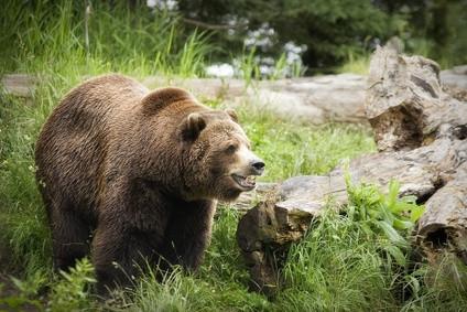 Cool Fakta om Grizzly Bears