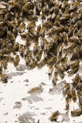 Hvordan identifisere Bee & veps reir