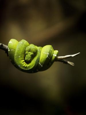 Snakes som spiser baby fugler