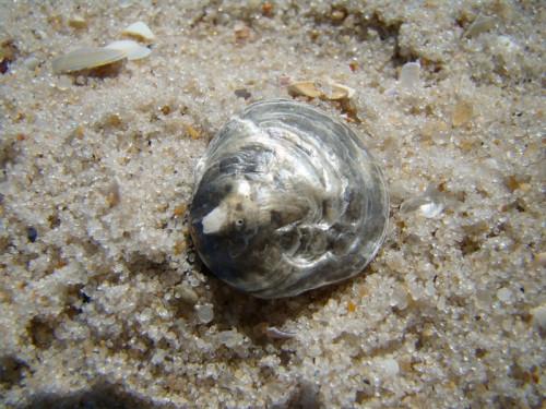 Florida Sea Shell Identifikasjon