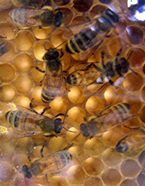 Beskrivelse av en Honey Bee