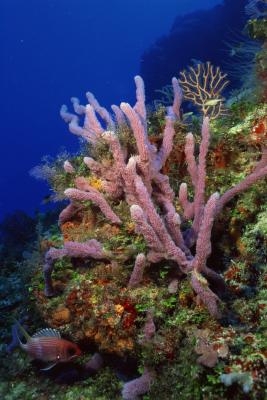 Typer Svamper i phylum Porifera