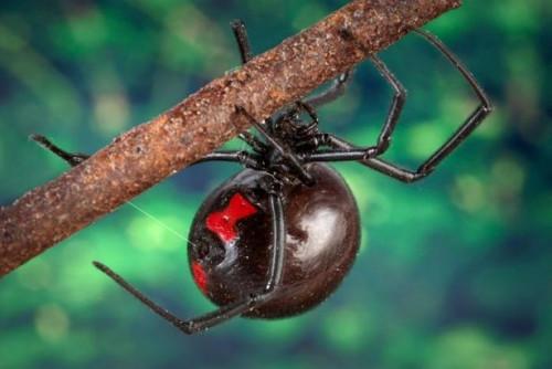 Farlige Edderkopper i North Carolina