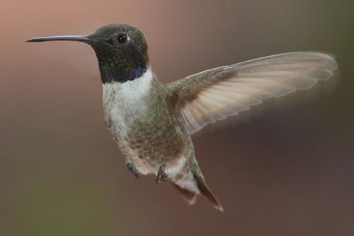 Fakta om Black chinned Hummingbird