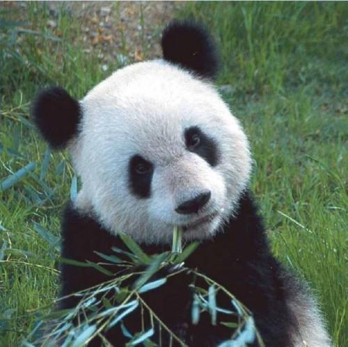 Hvordan Pandaer Kommun Do?