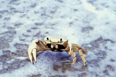 Hvordan Monter en Crab Trap