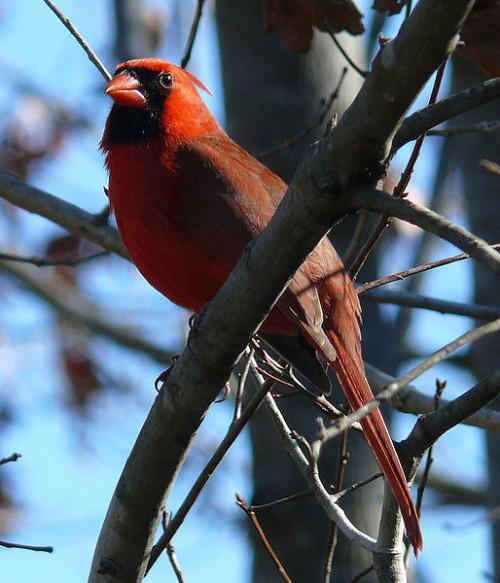 Red Head Bird Identification