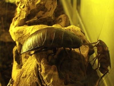 Hva er Svakheter Kakerlakker?