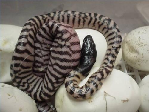 Hvordan kan Snakes legge egg?