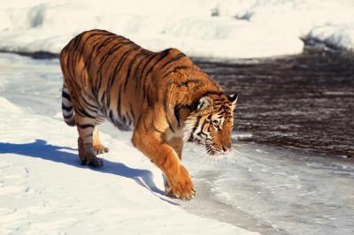 I Hva Statene kan du eie Privat en Siberian Tiger?