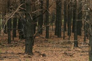 Russiske skogbranner og økonomiske spørsmål