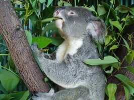 Typer av Eucalyptus Leaves