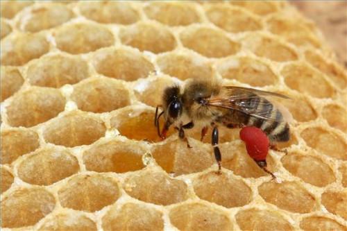 Hva er Bee Pollen brukes til?