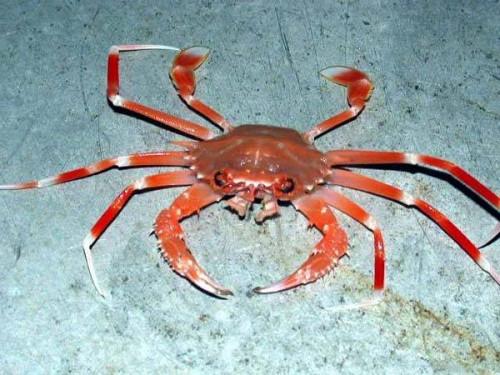 Hvordan Crabs reprodusere Do?