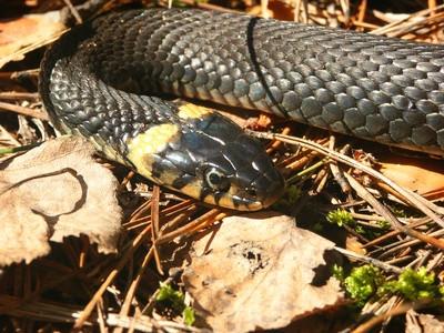 Southern Ringneck Snake Diet