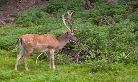 Whitetail Deer Hunting i Ohio