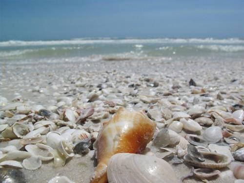 Florida Sea Shell Identifikasjon