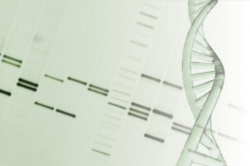 Verktøy Brukes for DNA fingerprinting