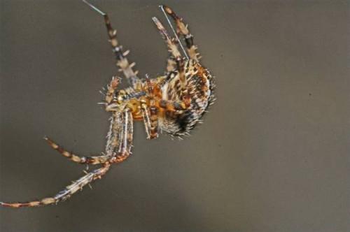 Hvordan virker Spider Repellant fungerer?