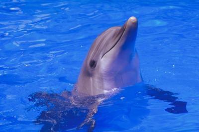 The History of Dolphins i fangenskap