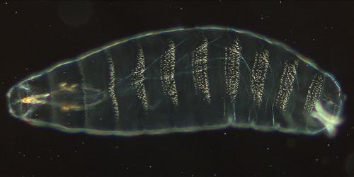 Drosophila Embryo Development
