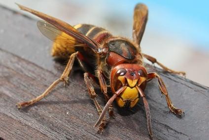 Forskjellene mellom Bees, veps og Hornets