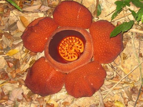 Rafflesia Life Cycle