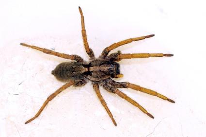 Vanlige Edderkopper i Sørøst Washington