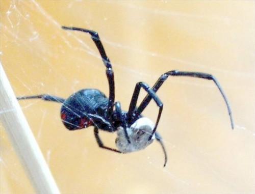 Hvordan å identifisere edderkopper i Connecticut