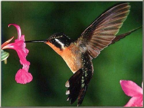 Hvordan lage Hummingbird Nectar