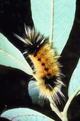 Ulike arter av Caterpillars