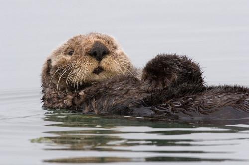 Hvordan Sea Otters reprodusere?