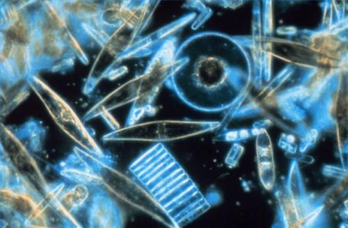 Viktigheten av Planteplankton