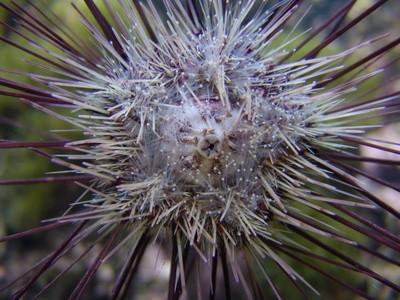 Sea Urchin Kjennetegn
