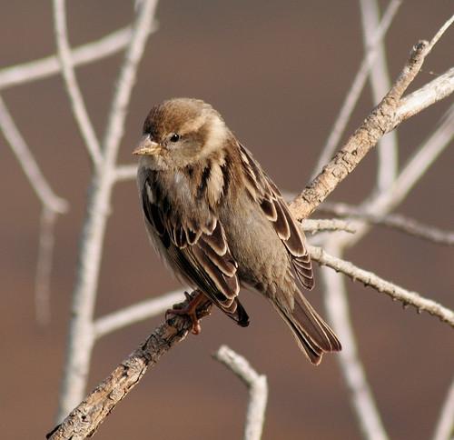 Finker Vs. Sparrows