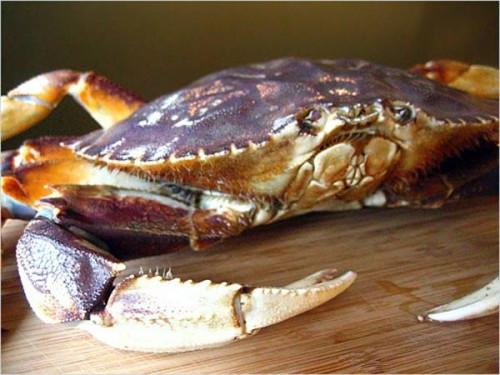Om Dungeness Crab