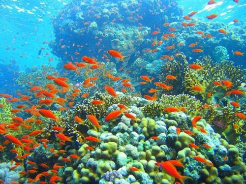 Hvordan er korallrev blir ødelagt?