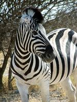 Zebra tema Gaver