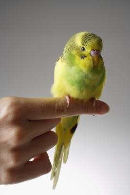 The Best Pet Bird for nybegynnere