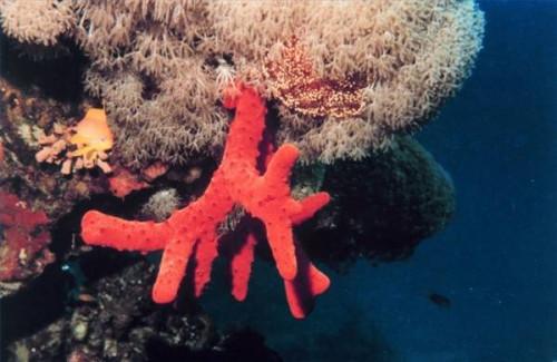 Hva er Red Coral?