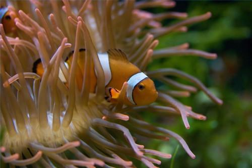 Salt Water Clown Fish Fakta