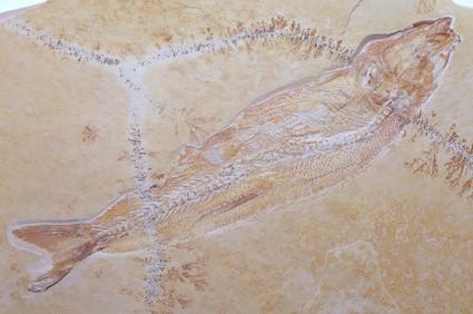 Hvordan kan Paleontologene grave Fossiler?