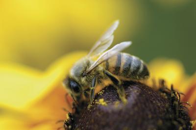 Hvilken type bier brukes i birøkt?
