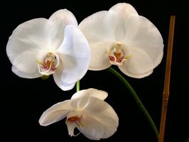 Wedding Flowers: White Orchid