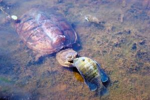 Hvordan Catch Festing Turtles å spise