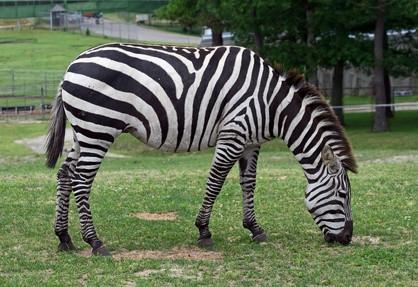 Fakta om Plains Zebra