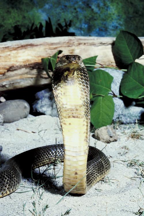 Hva er den sentralasiatiske Cobra økosystem?