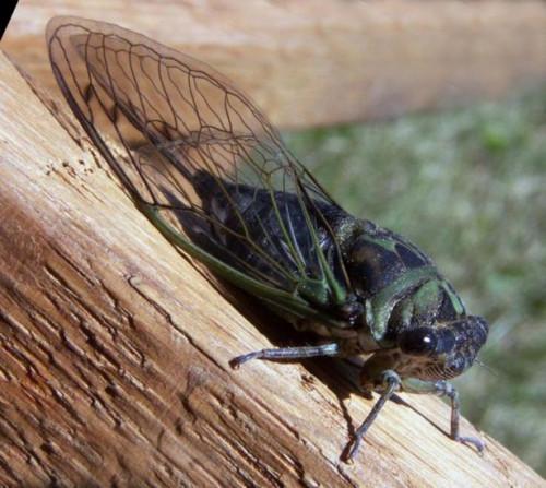 Hva er Life Cycle av en Cicada
