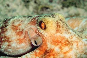 Typer av Octopus