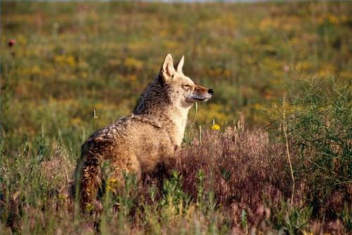 Hvordan beskytte barna fra Coyotes